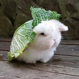 可爱小旋风