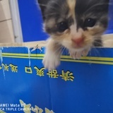 您的父亲