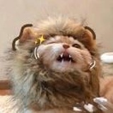 言哲