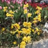 陈小鱼