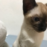 王肉丸妈妈