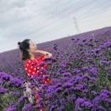ViBE_花儿