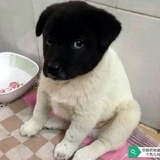 大河