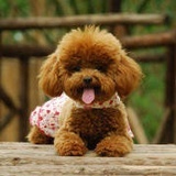 TeddyBear-