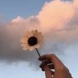 小雏菊tp