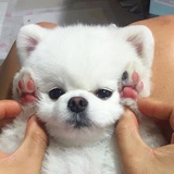 诺子