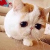 猫迷森林、