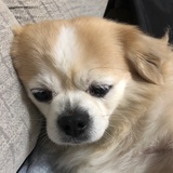 吵啥吵