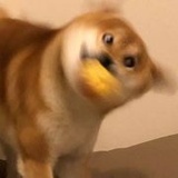 也许我一直害怕