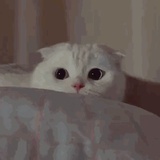 瑾宸猫