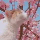 晒猫的太阳