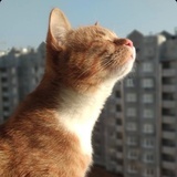 胖猫