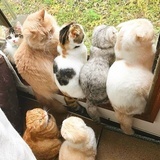 豆友三猫