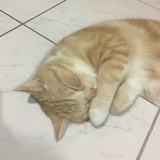 豆子