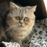 一猪猪五🍞 🐈