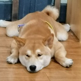 仲鹤卿