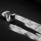 屋外那只猫