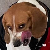 犬科溺爱专家