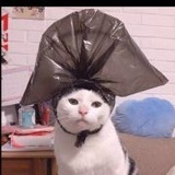 想要冬眠的呆鹅