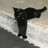 山竹味