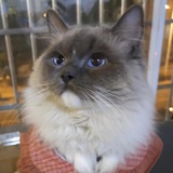 韭菜理财养猫