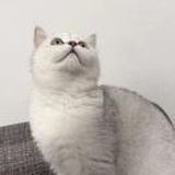 林修能