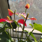 多愁善感的少女