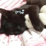 Puppy_Candy