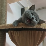 肉泥