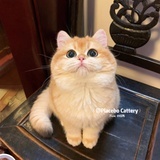pretzel