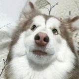 憨憨🐶