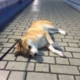 熊猫饲养员