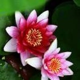 云淡风轻