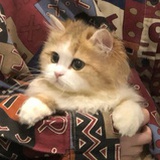 妍妍物语