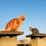 _她与猫