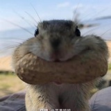 数字游民