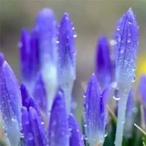 三月桃花开