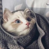豆友215075130