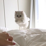 猫奴