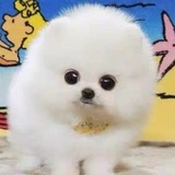 姜小牙