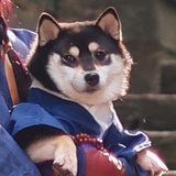 面包脑袋
