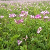 路边的野花