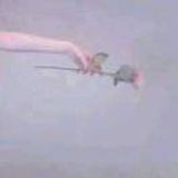 -红颜 -红尘