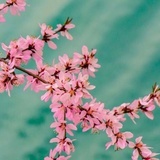 梅花鹿