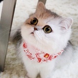 樱桃小胡子
