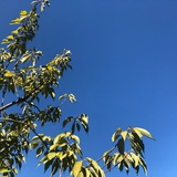 霜叶红