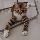狂妄的猫