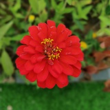 花花草草