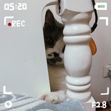 鹿鹿鹿小姐