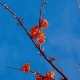 桃花十里